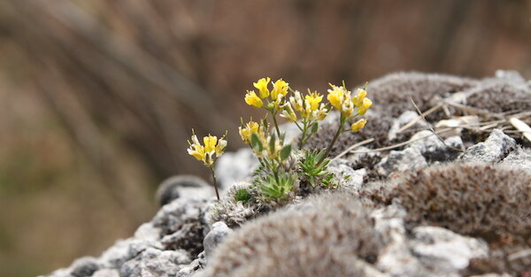 Immergrünes Felsenblümchen | © DAV/Steffen Reich